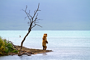 Adult brown bear (Ursus arctos) foraging for salmon at the Brooks River in Katmai National Park near Bristol Bay, Alaska, USA, Pacific Ocean