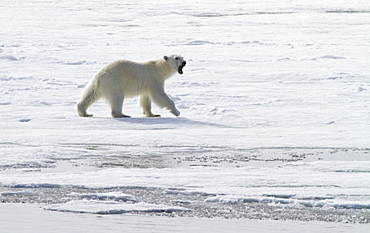 A curious young polar bear (Ursus maritimus) approaches the National Geographic Explorer, Spitsbergen, Norway