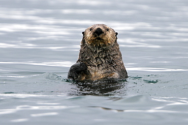 Adult sea otter (Enhydra lutris kenyoni) off Boulder Island in Glacier Bay National Park, southeastern Alaska, USA. Pacific Ocean