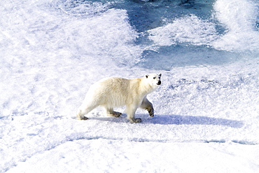 A curious young polar bear (Ursus maritimus) approaches the National Geographic Explorer, Spitsbergen, Norway