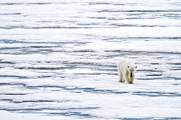 A curious young polar bear (Ursus maritimus) approaches the National Geographic Explorer in Woodfjorden, Spitsbergen, Svalbard Archipelago, Norway