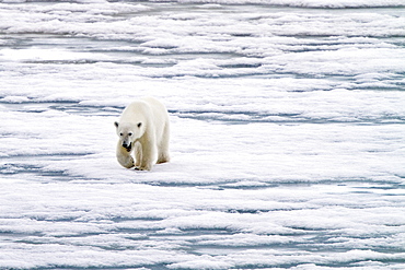 A curious young polar bear (Ursus maritimus) approaches the National Geographic Explorer in Woodfjorden on the northern coast of Spitsbergen in the Svalbard Archipelago, Norway