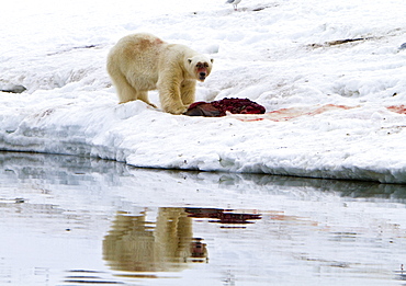 A well-scarred old male polar bear (Ursus maritimus) on a fresh bearded seal kill near Monacobreen Glacier, Spitsbergen in the Svalbard Archipelago, Norway