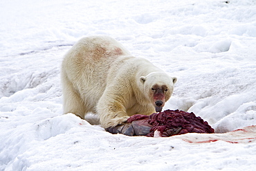 A well-scarred old male polar bear (Ursus maritimus) on a fresh bearded seal kill near Monacobreen Glacier, Spitsbergen in the Svalbard Archipelago, Norway