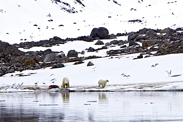 A well-scarred old male polar bear (Ursus maritimus) defending a fresh kill against an intruder, Monacobreen Glacier, Spitsbergen, Norway