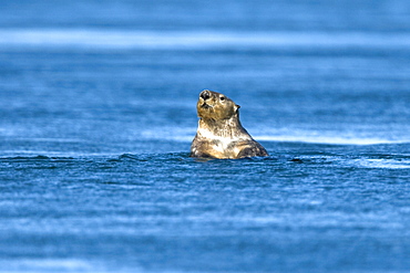 Adult sea otter (Enhydra lutris) swimming near Inian Pass in the Gulf of Alaska in southeast Alaska, USA. Pacific Ocean