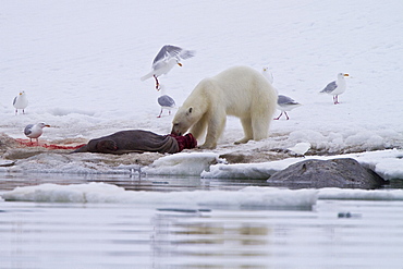 A younger polar bear (Ursus maritimus) scavenging a fresh bearded seal kill, Monacobreen Glacier, Spitsbergen, Norway