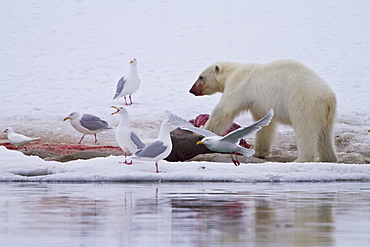 A younger polar bear (Ursus maritimus) scavenging a fresh bearded seal kill, Monacobreen Glacier, Spitsbergen, Norway