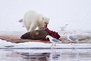 A younger polar bear (Ursus maritimus) scavenging a fresh bearded seal kill, Monacobreen Glacier, Spitsbergen, Norway