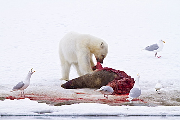 A younger polar bear (Ursus maritimus) scavenging a fresh bearded seal kill, Monacobreen Glacier, Spitsbergen, Norway