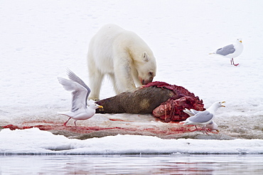 A younger polar bear (Ursus maritimus) scavenging a fresh bearded seal kill, Monacobreen Glacier, Spitsbergen, Norway