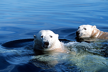 Adult Polar Bear, Ursus maritimus, pair swimming in open water, Hudson Bay, Manitoba, Canada
