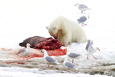 A younger polar bear (Ursus maritimus) scavenging a fresh bearded seal kill, Monacobreen Glacier, Spitsbergen, Norway