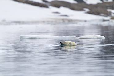 A curious young polar bear (Ursus maritimus) swimming the width of the fjord near Monacobreen Glacier, Spitsbergen in the Svalbard Archipelago, Norway