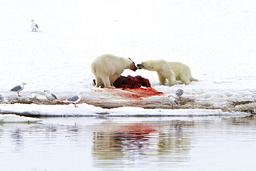 Two young polar bears (Ursus maritimus) disputing feeding rights on a fresh bearded seal kill, Spitsbergen, Norway