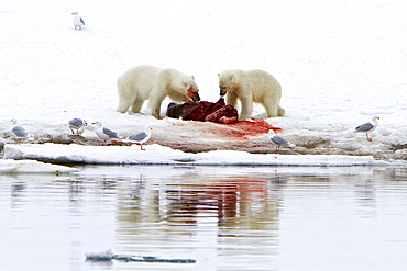 Two young polar bears (Ursus maritimus) disputing feeding rights on a fresh bearded seal kill, Spitsbergen, Norway