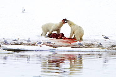 Two young polar bears (Ursus maritimus) disputing feeding rights on a fresh bearded seal kill, Spitsbergen, Norway