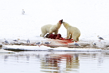 Two young polar bears (Ursus maritimus) disputing feeding rights on a fresh bearded seal kill, Spitsbergen, Norway