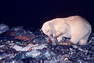 Young male polar bear foraging in the dump 
near the town of Churchill, Manitoba, Canada.