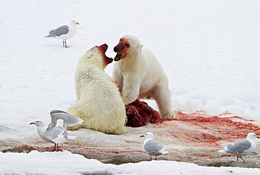 Two young polar bears (Ursus maritimus) disputing feeding rights on a fresh bearded seal kill, Spitsbergen, Norway