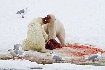 Two young polar bears (Ursus maritimus) disputing feeding rights on a fresh bearded seal kill, Spitsbergen, Norway