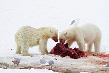 Two young polar bears (Ursus maritimus) feeding side-by-side on a fresh bearded seal kill near Monacobreen Glacier, Spitsbergen, Svalbard Archipelago, Norway