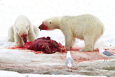 Two young polar bears (Ursus maritimus) feeding side-by-side on a fresh bearded seal kill near Monacobreen Glacier, Spitsbergen, Svalbard Archipelago, Norway