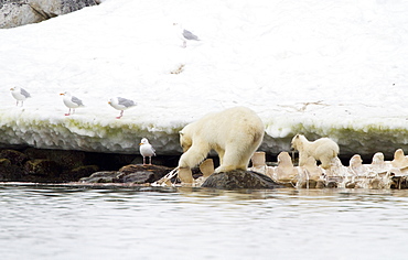 Polar bears (Ursus maritimus) adult and cub hunting, Monacobreen Glacier, Spitsbergen in the Svalbard Archipelago, Norway