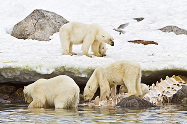 Polar bears (Ursus maritimus) adults and cub hunting, Monacobreen Glacier, Spitsbergen in the Svalbard Archipelago, Norway