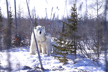 Polar Bear Mother protecting cubs, Ursus maritimus, taiga, Churchill, Manitoba, Hudson Bay, Canada