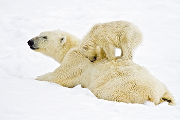 Polar bears (Ursus maritimus) adult and cub in snow. Monacobreen Glacier, Spitsbergen in the Svalbard Archipelago, Norway