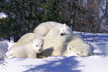 Mother Polar Bear (Ursus maritimus) with 3 month old cubs near Wapusk Park, northern Manitoba, Canada.