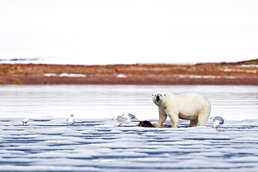 Polar bear (Ursus maritimus) adult with seal kill. Monacobreen Glacier, Spitsbergen in the Svalbard Archipelago, Norway