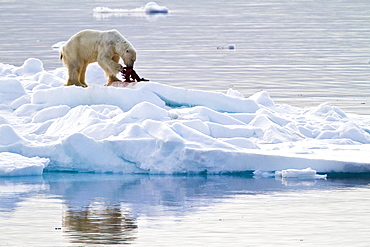 Polar bear (Ursus maritimus) adult on snow, Monacobreen Glacier, Spitsbergen in the Svalbard Archipelago, Norway