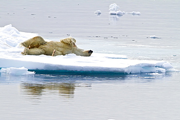 Polar bear (Ursus maritimus) adult on snow, Monacobreen Glacier, Spitsbergen in the Svalbard Archipelago, Norway