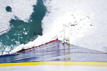 Curious Polar bear (Ursus maritimus) looking up at National Geographic Explorer, Spitsbergen, Svalbard Archipelago, Norway