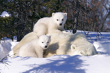 Mother Polar Bear (Ursus maritimus) with 3 month old cubs near Wapusk Park, northern Manitoba, Canada.