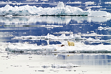 Adult polar bear (Ursus maritimus) with a frshly killed ringed seal on multi-year ice floes in the Storfjord Region of the Svalbard Archipelago, Norway