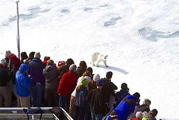 A curious young polar bear (Ursus maritimus) approaches the National Geographic Explorer, Spitsbergen, Norway