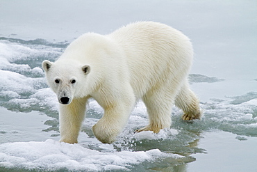 A curious young polar bear (Ursus maritimus) approaches the National Geographic Explorer in Woodfjorden, Spitsbergen, Svalbard Archipelago, Norway