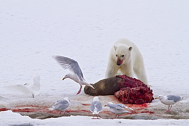 A younger polar bear (Ursus maritimus) scavenging a fresh bearded seal kill, Monacobreen Glacier, Spitsbergen, Norway