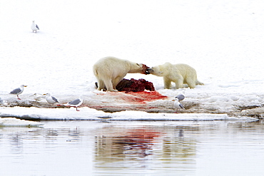 Two young polar bears (Ursus maritimus) disputing feeding rights on a fresh bearded seal kill, Spitsbergen, Norway