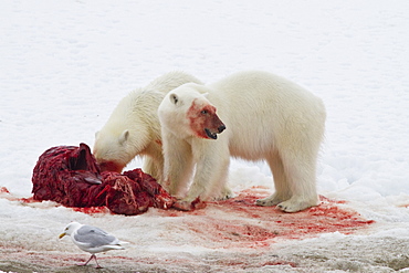 Two young polar bears (Ursus maritimus) feeding side-by-side on a fresh bearded seal kill near Monacobreen Glacier, Spitsbergen, Svalbard Archipelago, Norway