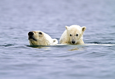 Polar bears (Ursus maritimus) adult and cub swimming. Monacobreen Glacier, Spitsbergen in the Svalbard Archipelago, Norway