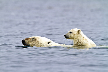 Polar bears (Ursus maritimus) adult and cub swimming. Monacobreen Glacier, Spitsbergen in the Svalbard Archipelago, Norway