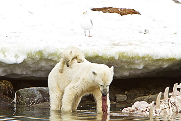 Polar bears (Ursus maritimus) adult and cub hunting, Monacobreen Glacier, Spitsbergen in the Svalbard Archipelago, Norway