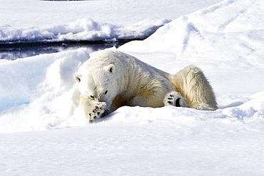 Adult male polar bear (Ursus maritimus) on multi-year ice floes in the Barents Sea off the eastern coast of Spitsbergen in the Svalbard Archipelago, Norway