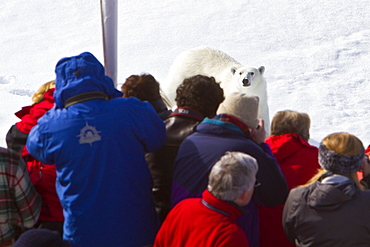 A curious young polar bear (Ursus maritimus) approaches the National Geographic Explorer, Spitsbergen, Norway