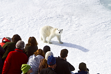 A curious young polar bear (Ursus maritimus) approaches the National Geographic Explorer, Spitsbergen, Norway