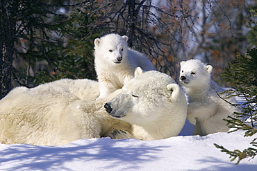 Mother Polar Bear (Ursus maritimus) with 3 month old cubs near Wapusk Park, northern Manitoba, Canada.